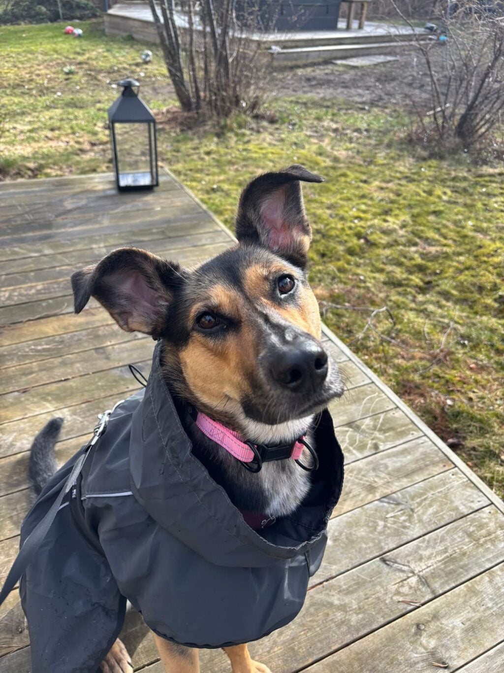Svartbrun hund med smal nos och spetsiga, vikta öron, rosa halsband och mörkgrå jacka.