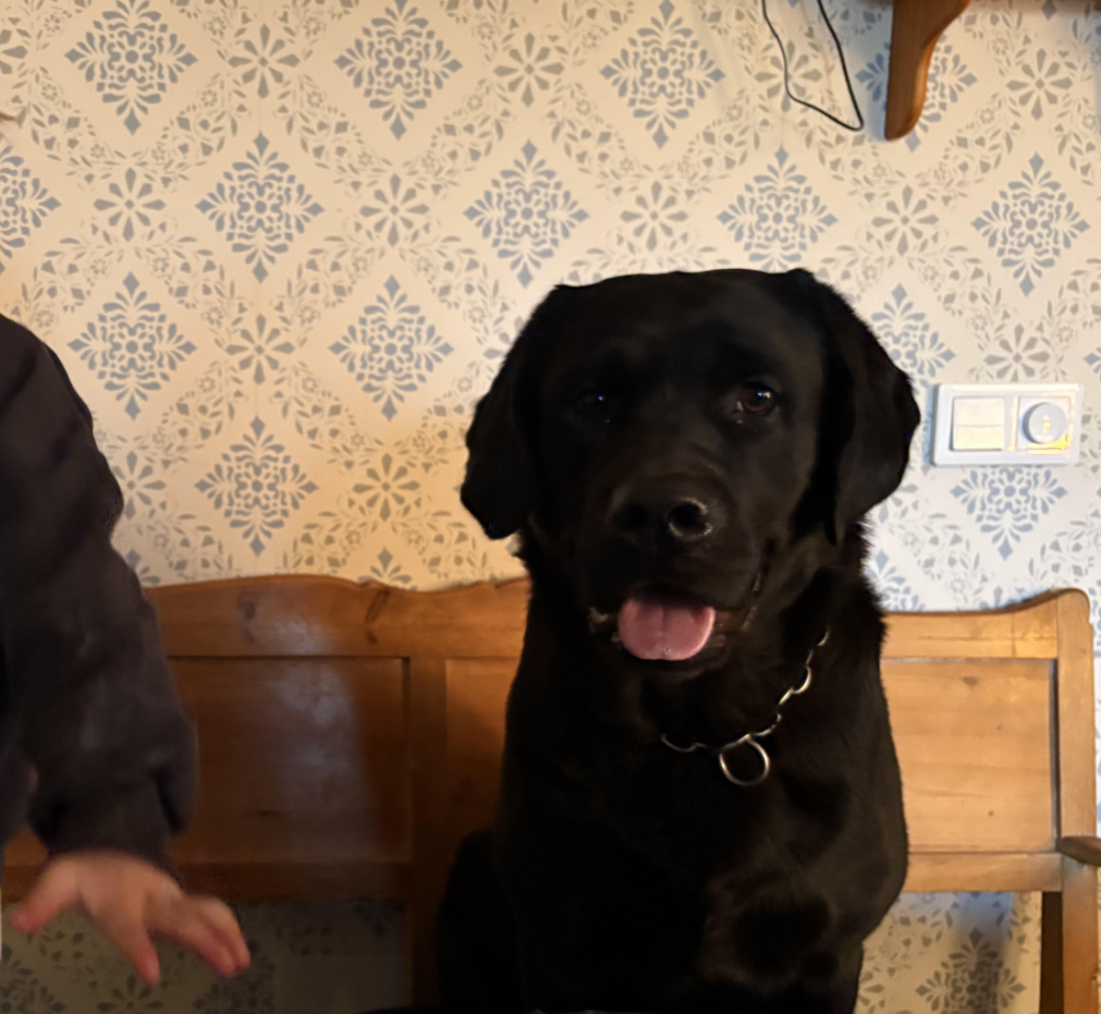 Svart labrador sitter på träsoffa med tungan ute.