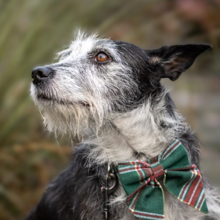 Svartvit hund med bruna ögon och spetsiga öron tittar upp till vänster i bild.